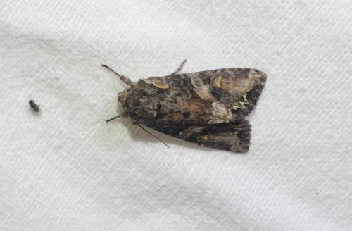 Lacanobia contigua